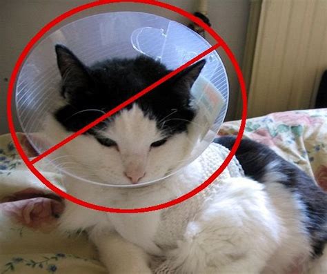 alternative to elizabethan collar for cats